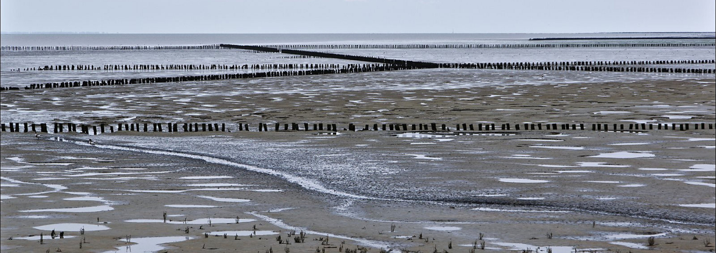 waddenzee