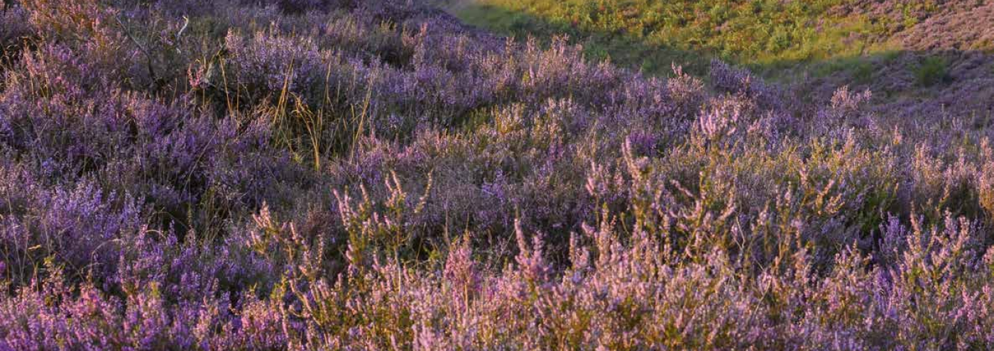 Veluwe