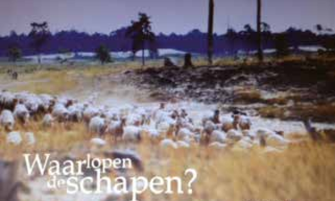 waar lopen de schapen