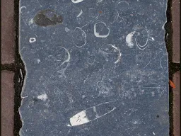 Een Amsterdamse tegel van Belgische blauwe hardsteen (arduin) met fossielen van reuzenschelpen (Brachiopoden) en een inktvis.