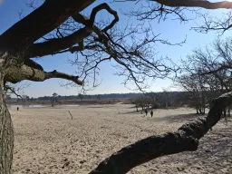 Loonse en Drunense Duinen