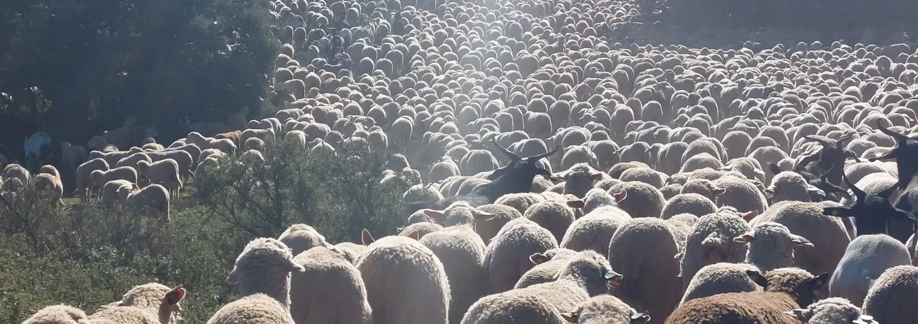 Schapenkudde Spanje