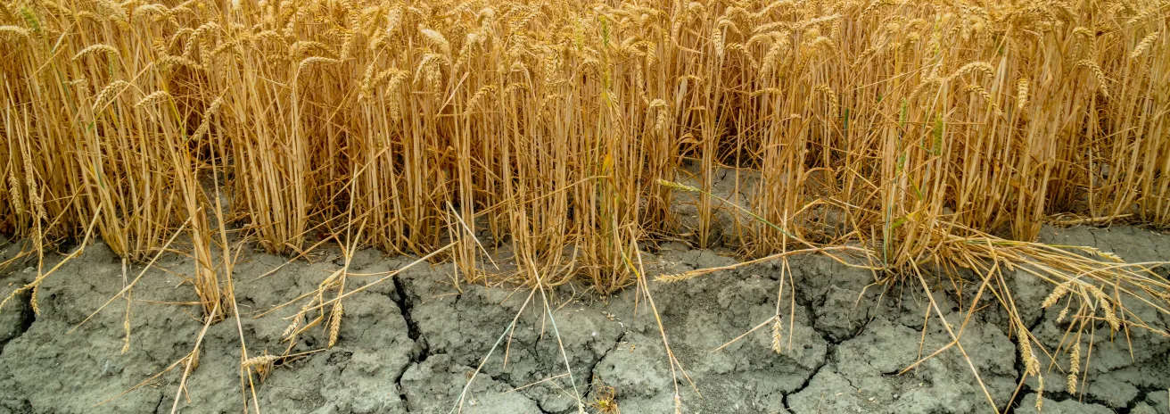 Tarweveld Zeeland Droogte