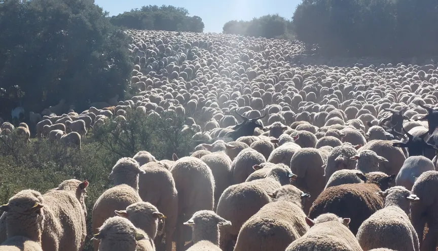 Schapenkudde Spanje