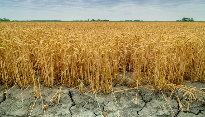 Tarweveld Zeeland Droogte