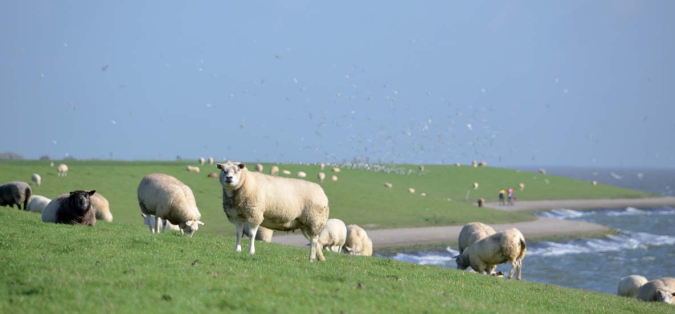 Ameland