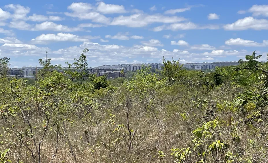 Cerrado Brazilië